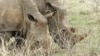 南非野生動物公園 反偷獵新戰役