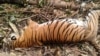 Bangkai harimau Sumatra yang mati akibat perangkap babi dekat Pekanbaru, 26 September 2018.