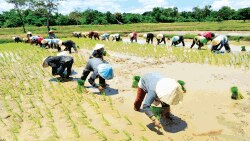 ຊາວນາລາວ ກຳລັງພາກັນຂຸ້ນຂ້ຽວປູກເຂົ້າ ຕາມລະດູການ ຢ່າງຕັ້ງໜ້າຕັ້ງຕາ ໃນລະດູການ ປີ 2017.