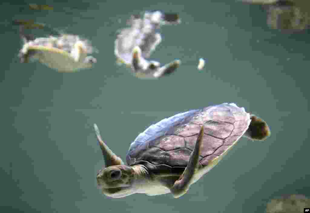 Baby flatback sea turtle are fed at the Sea Life Sydney Aquarium in Sydney, Australia. Uniquely Australian and a vulnerable species, the tiny turtles were rescued after being trapped in their nest and will be released back into the wild after in early 2018.