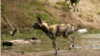 Study Shows Unusual Evolutionary Changes in African Wild Dogs