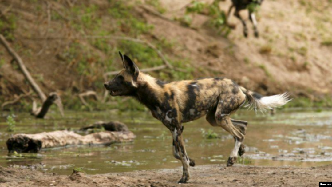 what would happen if african wild dogs become extinct