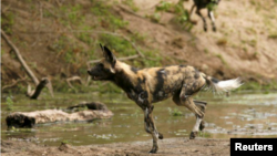 In this file photo, critically endangered African wild dogs hunt a Bushbuck in the Mana Pools National Park, a World Heritage Site, in northern Zimbabwe November 7, 2009. (REUTERS/Howard Burditt)