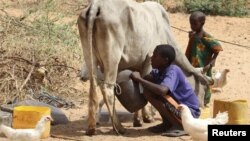 Seorang anak Somalia memerah susu sapi di Mogadishu (12/1/2011). Sejak tahun 1991, Somalia dihantam berbagai krisis dan situasi ini diperburuk dengan musim kemarau berkepanjangan. 