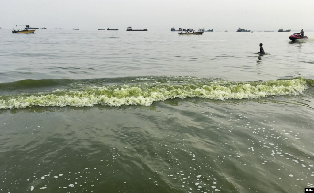 ساحل دریای بندرعباس بر اثر هجوم جلبکها سبز شده است. عکس: مهین بی غم 