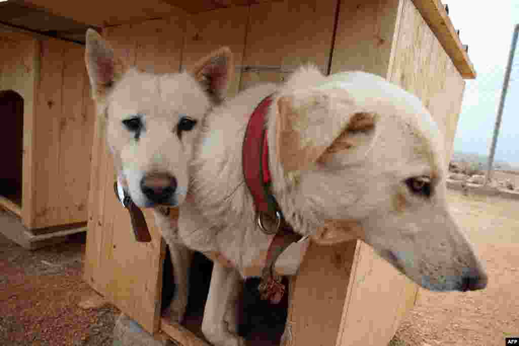 Rescued dogs sit inside their doghouse at Animal Lives Lebanon dog shelter in Naqura, southern Lebanon. The shelter was started by German national Laura Steinbach to house, feed and care for stray dogs and now houses over 140.