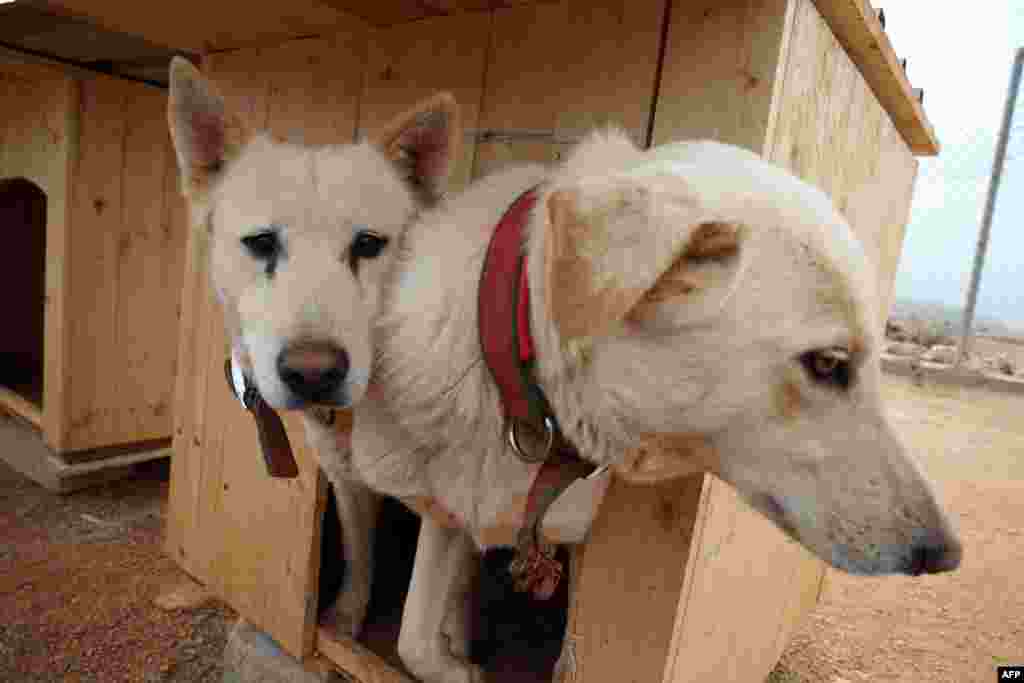 Anjing yang berhasil diselamatkan duduk di dalam rumah mereka di tempat penampungan anjing &#39;Animal Lives Lebanon&#39; di Naqura, Lebanon selatan. Tempat penampungan itu didirikan oleh warga negara Jerman Laura Steinbach untuk menampung, memberi makan dan merawat anjing-anjing liar dan kini dihuni oleh lebih dari 140 anjing.