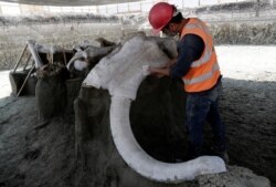 Seorang pekerja di Institut Nasional Antropologi dan Sejarah Meksiko (INAH) bekerja di situs di mana 100 tulang-belulang mamut atau gajah prasejarah diidentifikasi, di lokasi pembangunan bandara baru di Zumpango, dekat Mexico City, 8 September 2020. (Foto