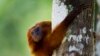 Primata Langka yang Terancam Punah Lahir di Kebun Binatang Yerusalem