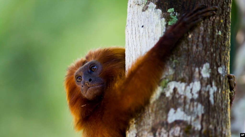 A golden lion tamarin hugs a tree in the Atlantic Forest region of Silva Jardim in Brazil's state of Rio de Janeiro, October 2012. (AP Photo/Felipe Dana) 