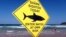 FILE - Swimmers walk into the surf next to a sign declaring a shark sighting on Sydney's Manly Beach, Australia, Nov. 24, 2015. 