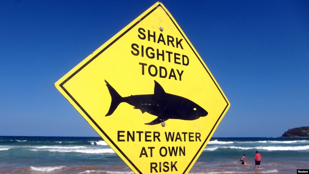 Tanda peringatan hiu di Pantai Manly, Sydney, 24 November 2015. 