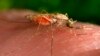 ARCHIVO - Fotografía de 2014 facilitada por los Centros para el Control y la Prevención de Enfermedades de EEUU que muestra una hembra del mosquito Anopheles gambiae mientras se alimenta.