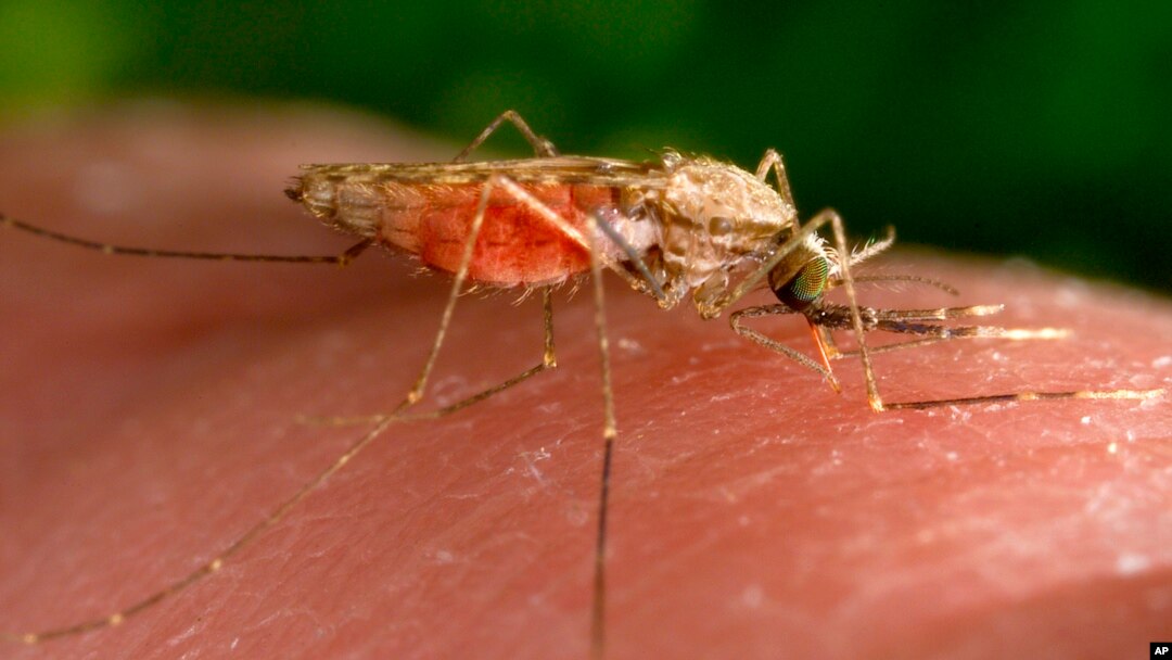 ARCHIVO - Fotografía de 2014 facilitada por los Centros para el Control y la Prevención de Enfermedades de EEUU que muestra una hembra del mosquito Anopheles gambiae mientras se alimenta.