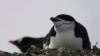 Extreme Sleep Behavior of Antarctic Penguins