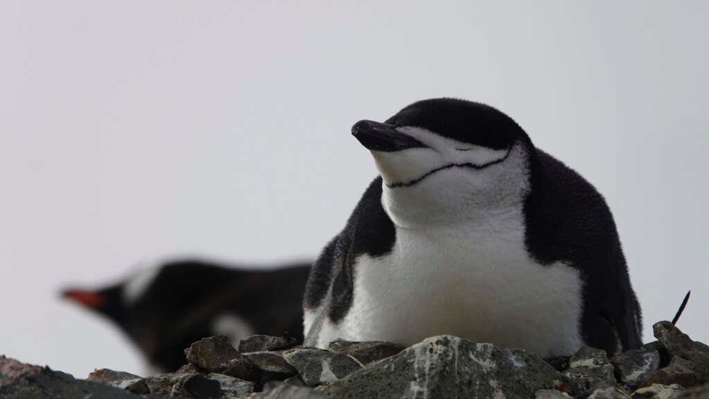 Extreme Sleep Behavior of Antarctic Penguins