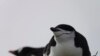 Studi: Pasangan Penguin Hanya Tidur Beberapa Detik, Jaga Bayi yang Baru Lahir