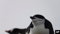 Penguin chinstrap yang tinggal di Pulau King George, Antarktika. (Won Young Lee via AP)