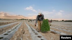 Petani Palestina menanam bibit sayuran di Lembaj Yordania, Tepi Barat (foto: dok). 