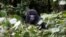 A male mountain gorilla from the Mukiza group is seen in the forest within the Bwindi National Park near the town of Kisoro, Uganda, March 31, 2018. 