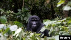 ARCHIVES - Un gorille de montagne dans la forêt du parc national de Bwindi, près de la ville de Kisoro, en Ouganda, le 31 mars 2018.