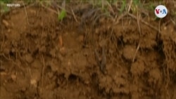 Desechos para revitalizar el suelo