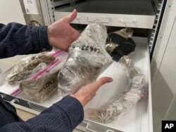 North Dakota Geologic Survey Paleontologist Jeff Person examines mammoth bones wrapped in plastic in a drawer at the Geologic Survey office in Bismarck, N.D., Tuesday, Dec. 19, 2023. (AP Photo/Jack Dura)