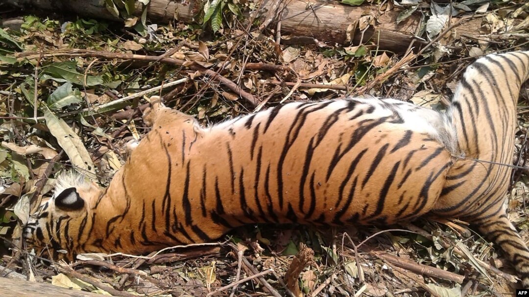 Bangkai harimau Sumatra yang mati akibat perangkap babi dekat Pekanbaru, 26 September 2018.