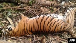 Bangkai harimau Sumatra yang mati akibat perangkap babi dekat Pekanbaru, 26 September 2018.