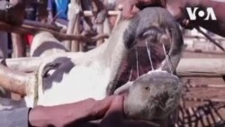 Մադագասկարում կովերի մեջ չիփ են տեղադրում, որպեսզի գողանալու դեպքում նրանց կարողանան գտնել