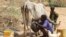 A Somali boy milks his cow outside his tent in Medina Xoosh district in Mogadishu January 12, 2011. Somalia has been in crisis off and on since 1991, and the situation worsened after a prolonged drought reduced crops, killed livestock and pushed 42 percen