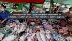 Troubling Report on Forced Labor in Fishing