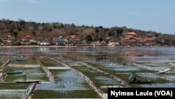 FILE - Areal budidaya rumput laut saat air surut, di tengah wabah COVID-19 di Nusa Lembongan, Bali, 25 September 2020. (Foto: REUTERS/Nyimas Laula)