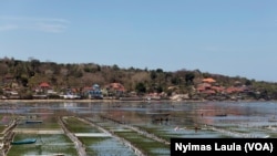 Areal budidaya rumput laut saat air surut, di tengah wabah Covid-19 di Nusa Lembongan, Bali, 25 September 2020. (Foto: REUTERS/Nyimas Laula)