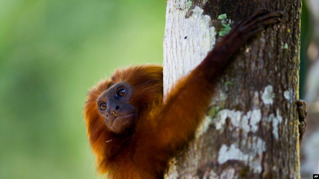 FILE - A golden lion tamarin hug a tree in the Atlantic Forest region of Silva Jardim in Brazil's state of Rio de Janeiro, Oct. 10, 2012. 