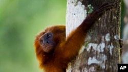 A golden lion tamarin hugs a tree in the Atlantic Forest region of Silva Jardim in Brazil's state of Rio de Janeiro, October 2012. (AP Photo/Felipe Dana) 