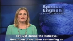 An Unhappy Thanksgiving for Turkey Farmers