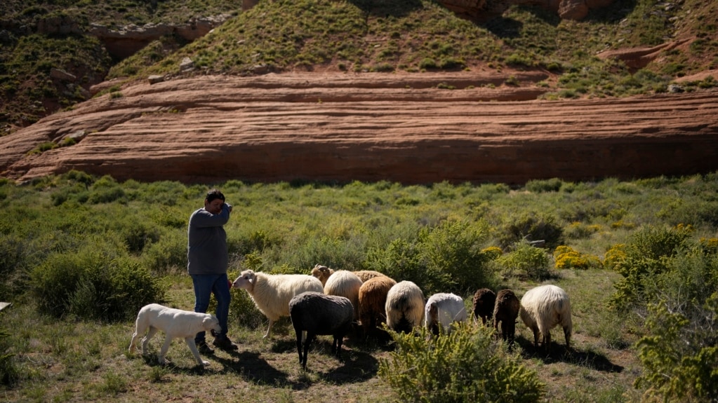 Native Americans Work to Keep Sheep Herding Tradition as Climate Changes