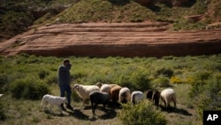 Nikyle Begay tends a flock of sheep Thursday, Sept. 7, 2023, on the Navajo Nation in Ganado, Ariz. (AP Photo/John Locher)