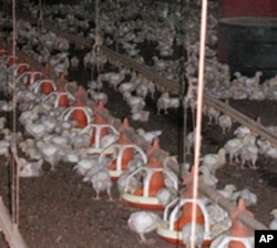 Virgil Shockley's chicken house is one of 5,600 on the Delmarva peninsula