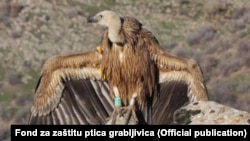 Beloglavi sup Dobrila u Specijalnom rezervatu prirode Uvac, Foto: Fond za zaštitu ptica grabljivica