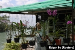 Resident Koh Bee Choo, 54, checks on her plants outside her house on Singapore’s Pulau Ubin island, November 1, 2024. (REUTERS/Edgar Su)