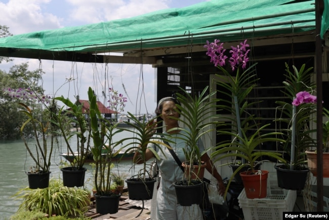 Resident Koh Bee Choo, 54, checks on her plants outside her house on Singapore’s Pulau Ubin island, November 1, 2024. (REUTERS/Edgar Su)