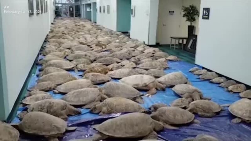 Thousands of Sea Turtles Rescued on Texas Island Town