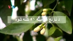 د نارنج گل میله ٥١ کلنه شوه