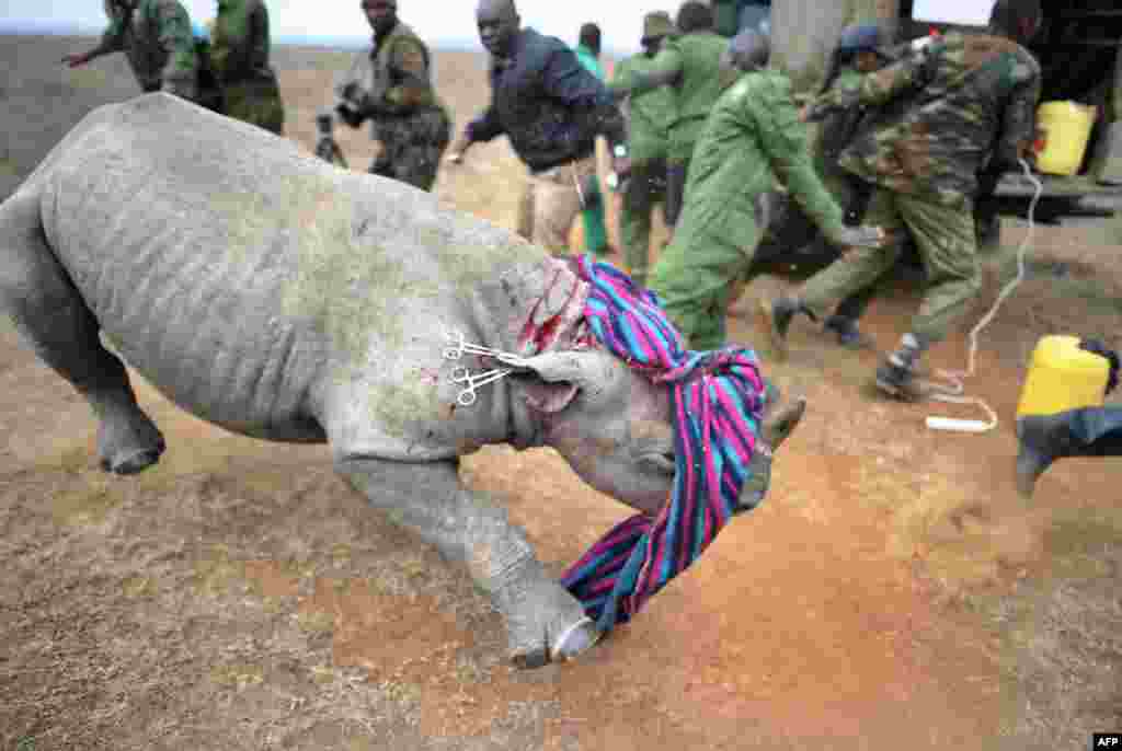 A Kenya Wildlife Services (KWS) veterinarian and security personnel back away from a tranquilised black-Rhino calf August 30, 2017, after she appeared to prematurely overcome the sedative at the Nairobi National Park.