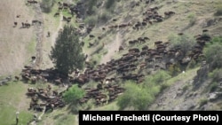 A nomad's herd of sheep flowing through high altitude pastures of Uzbekistan.