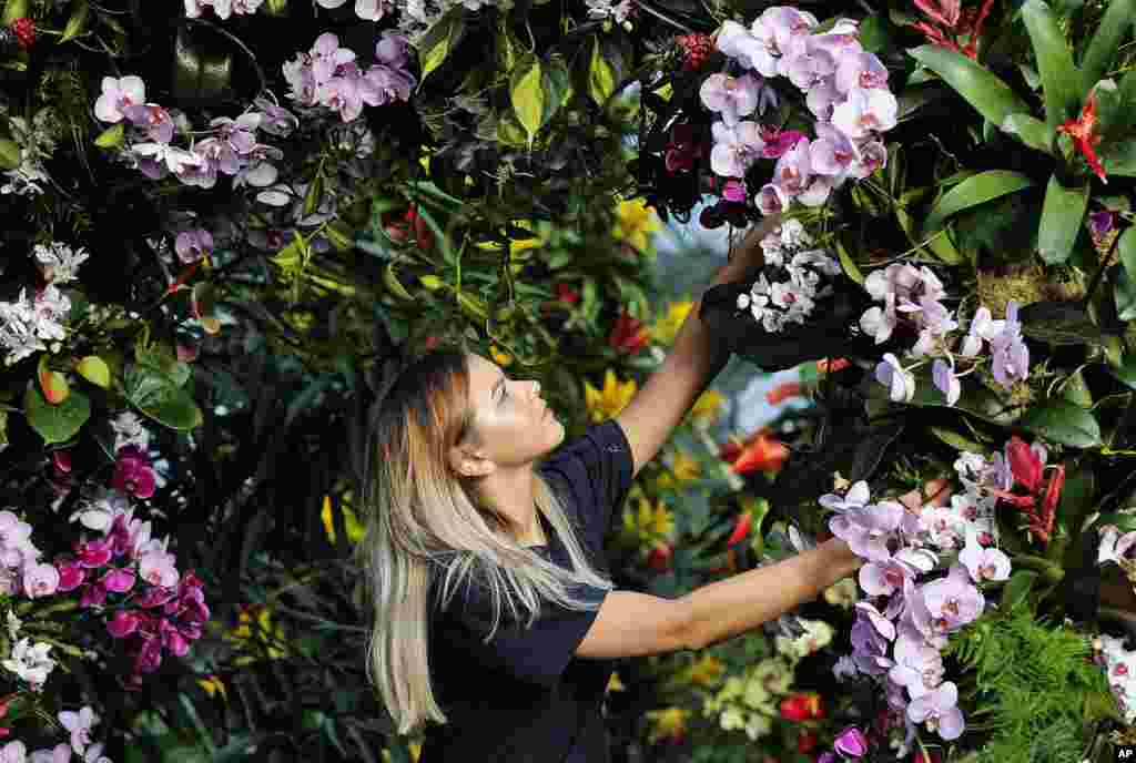 Employee Jenny Forgie works on an orchid display at Kew Gardens in London, Thursday, Feb. 8, 2018. The 23rd annual Orchid Festival is the first one with a Thailand theme, 66 volunteers worked on the 6,950 exhibited orchids. 