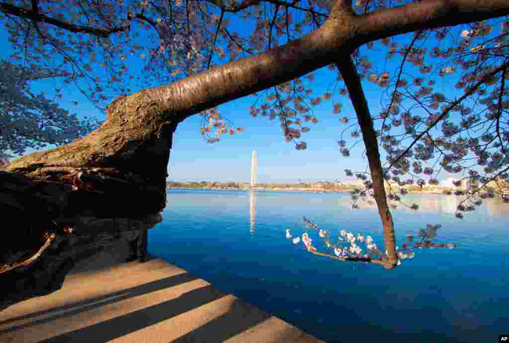 The Cherry blossoms' peak bloom period is early this year, due to warmer than average spring temperatures in Washington. (Photo: Victoria Pickering)