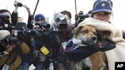 Photographers aim at a rescued dog, 'Ban' - found Friday drifting on the roof of a house floating 1.8 kilometers off Kesennuma - held by a Japan Coast Guard member after it was transported from earthquake and tsunami devastated city of Kesennuma to Shioga